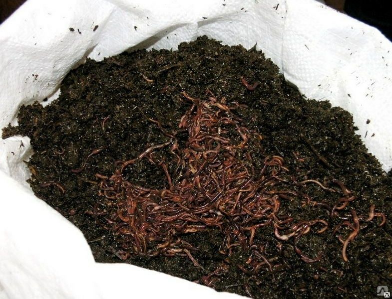 Биогумус Biogumus