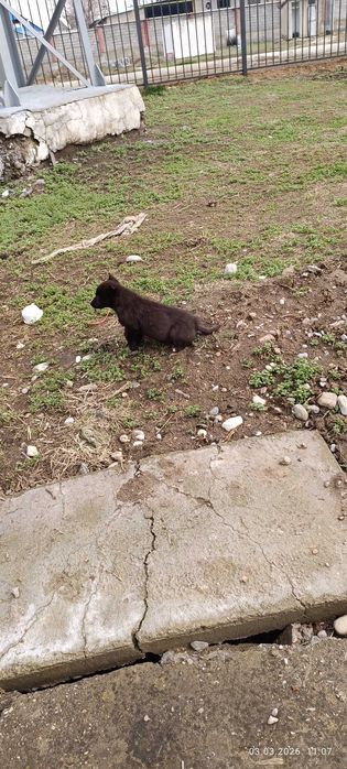 Щенок в добрые руки