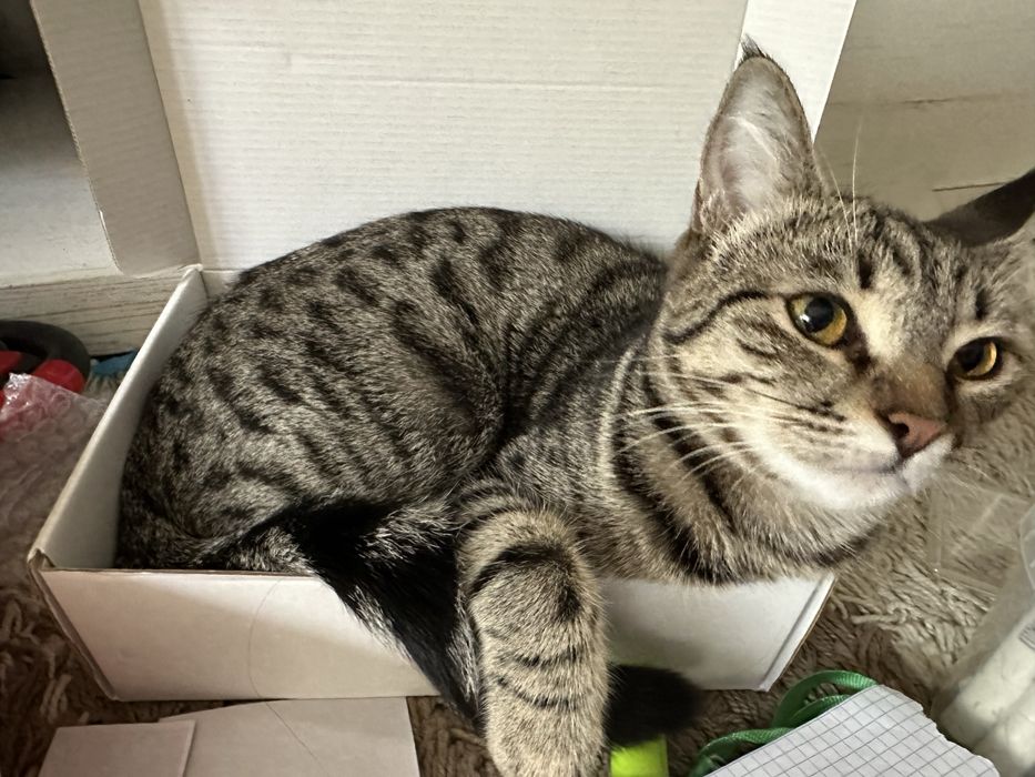 Отдам да символическую плату