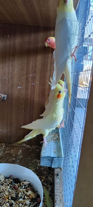 Карелла сатылады