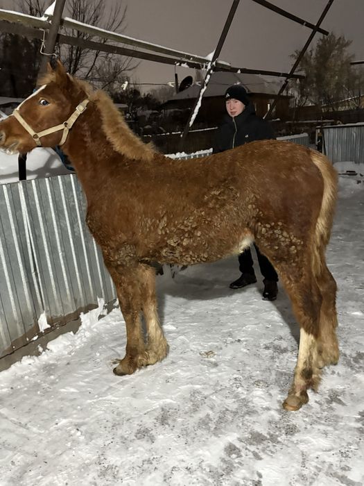 Продам жеребчика 5 месяцев