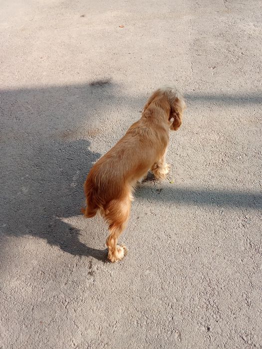 Английский Кокер спаниель