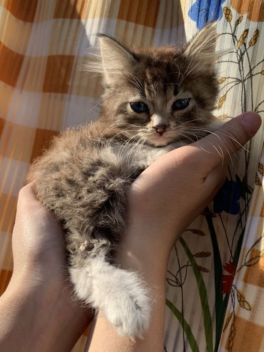 КОТЯТА Для твоего сердца