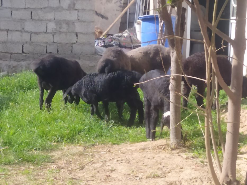 Qoʻylar sotiladi ona bola