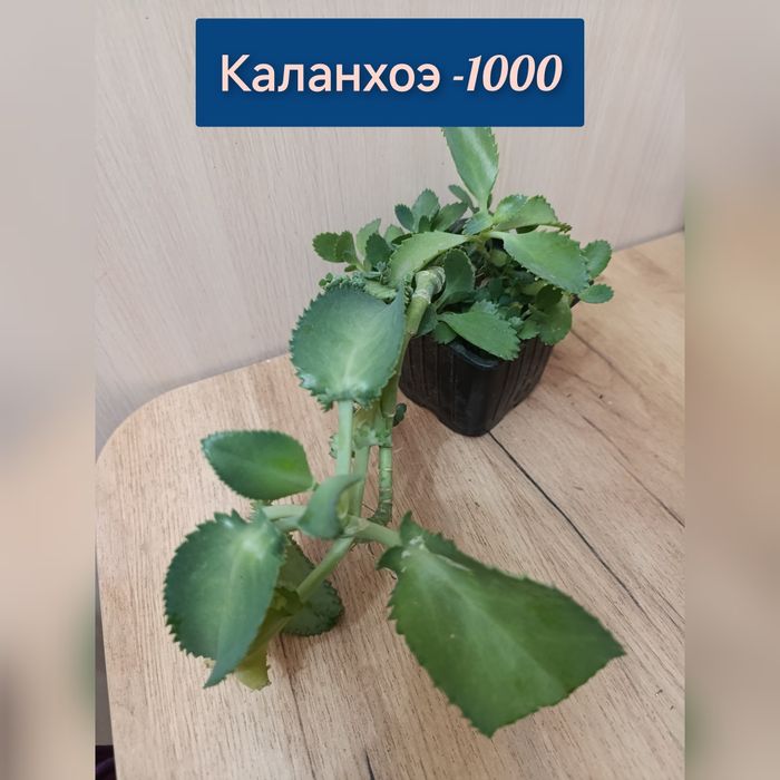 Комнатные цветы недорого