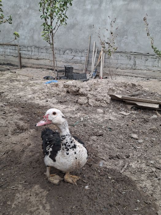 Индоутки продается