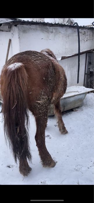 Откорм биелер сатылады