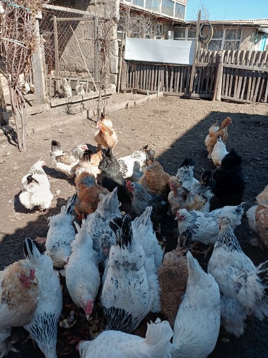 Куры домашние!!!