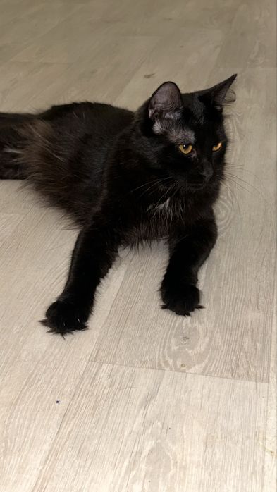 Черный кот , феликс девочка , рыжая девочка