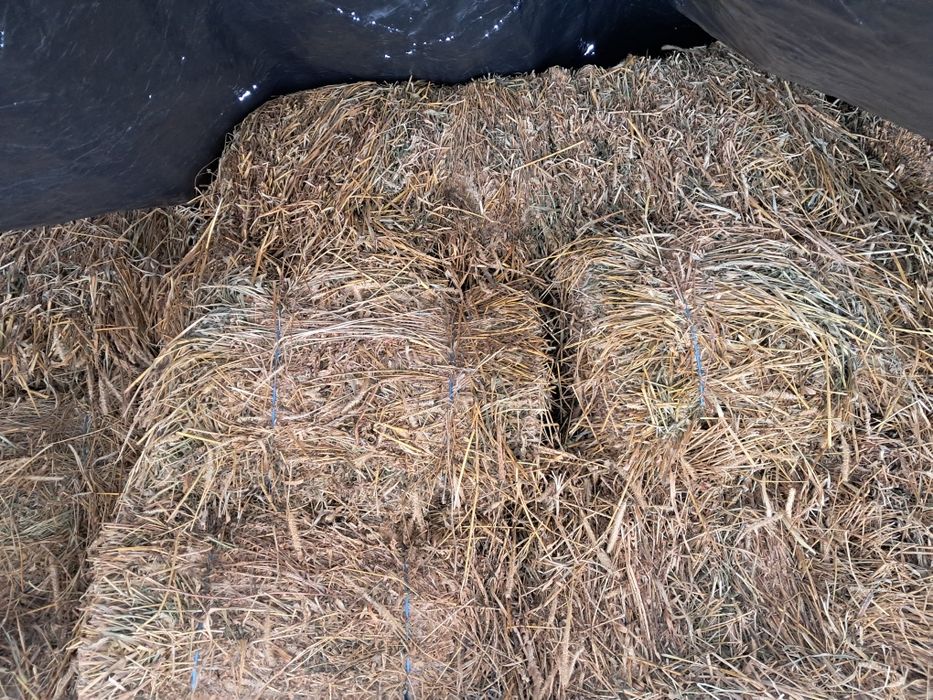 Am spre vânzare 240 baloti lucernă