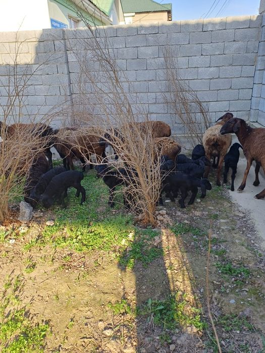 Қозылы қойлар сатылады