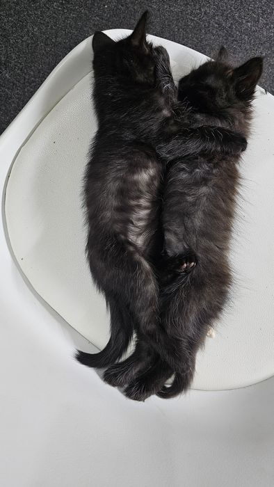 Котятки в добрые руки