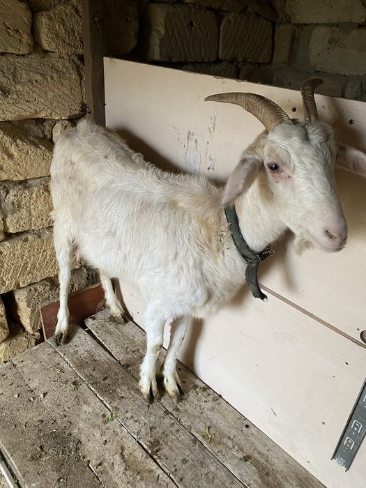 Сүтті ешкі сатлады екі лағымен бірге