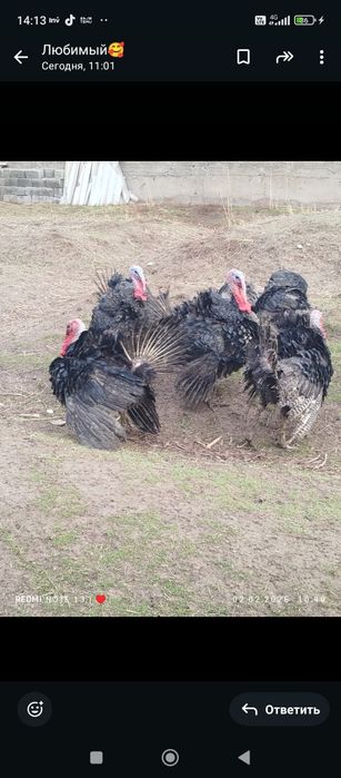 Продаются индюки гибридные