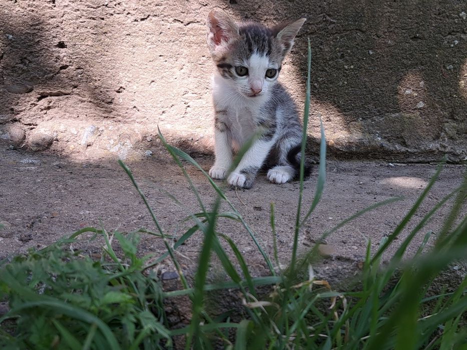 Подарявам малки котета