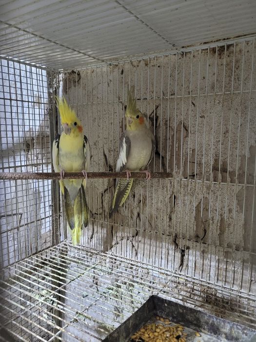 Продаём попугаев