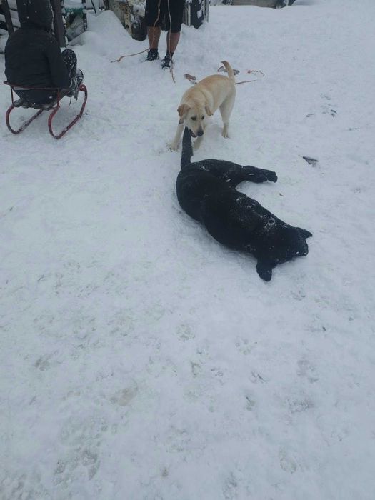 Лабладори бебета