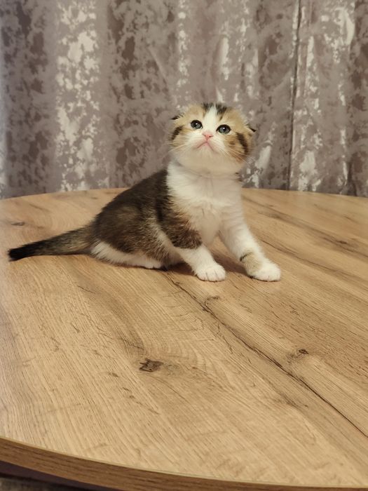 Котята Скоттиш фолд вислаушки .