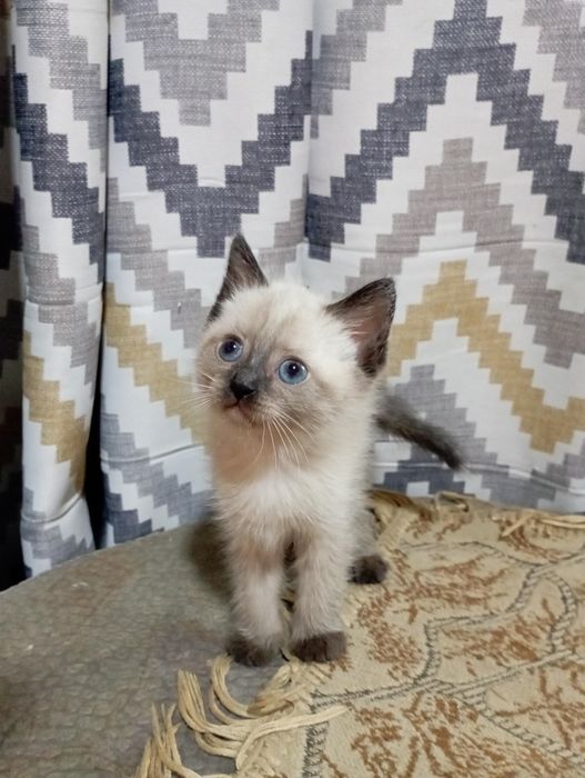 Отдам в хорошие руки сиамского котенка