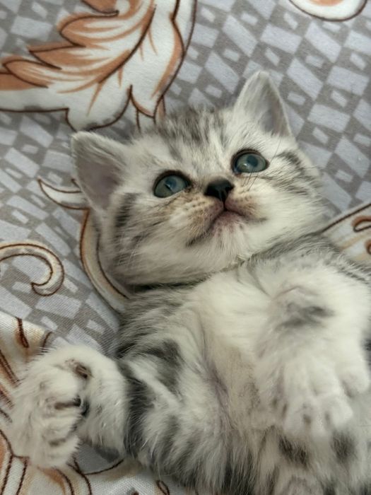 Продам котенка, Британская