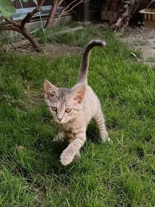 Котенок 3 мес девочка ищет дом, короткошерстная