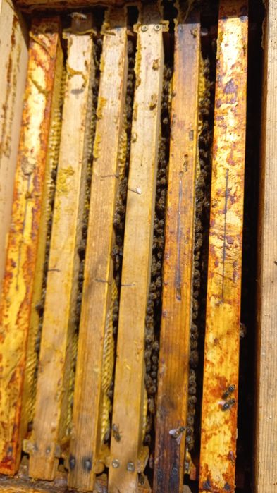 Vând familii de albine!