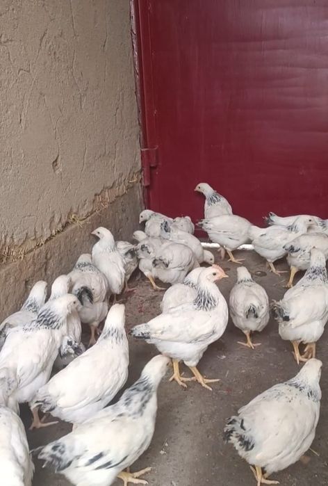 Адлер, Кучин қораздары сатылады