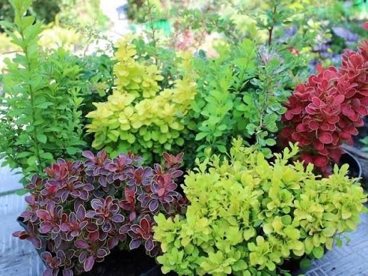 Барбарис более 30сортов