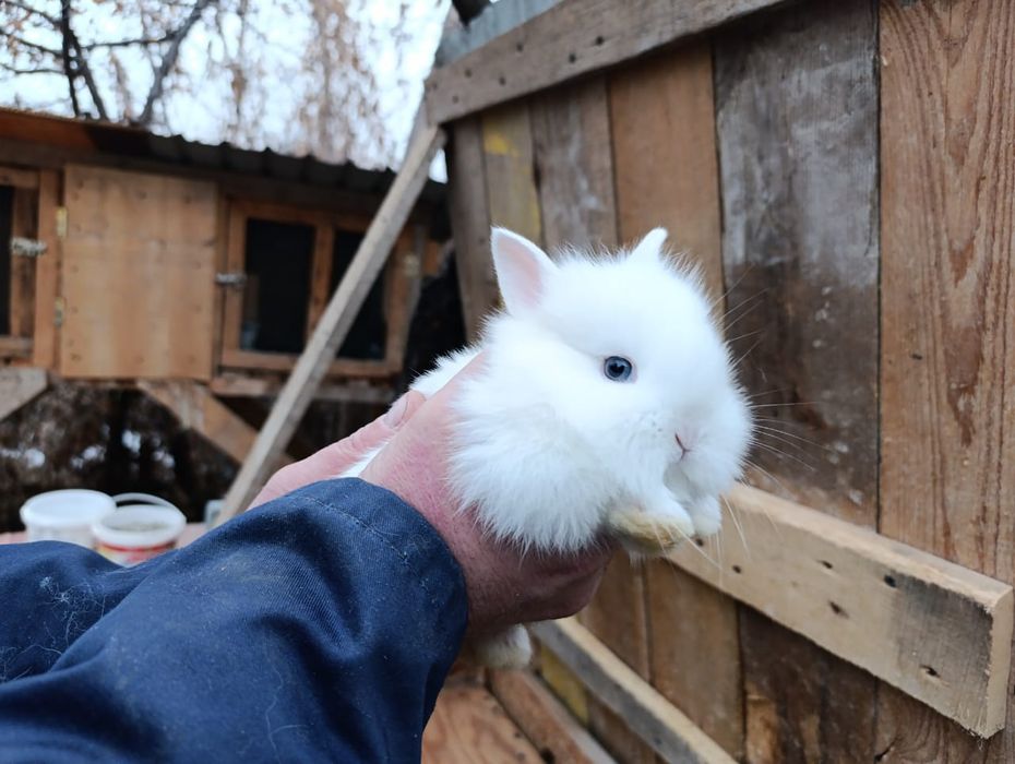 Продам декоративных кроликов