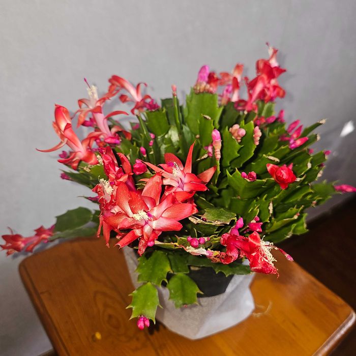 Шлюмбергера/зигокактус/декабрист.