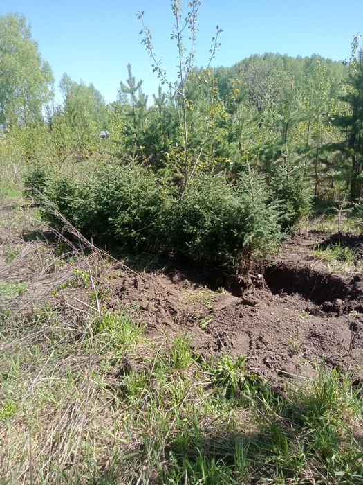 Продаются ели разные размеры