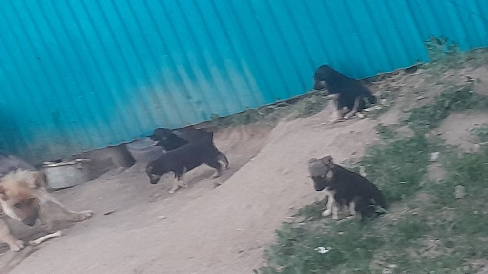 Немецкий  овчарка  кушикткри