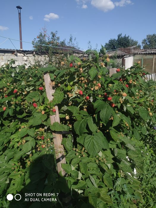 Малина домашняя.