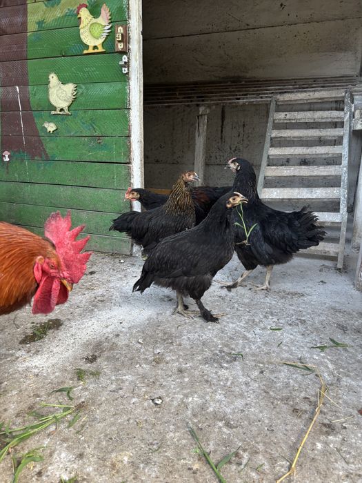 Cocosei rasa mixta de 3luni