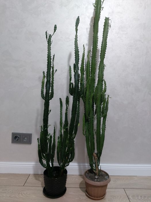 Продам домашний цветы