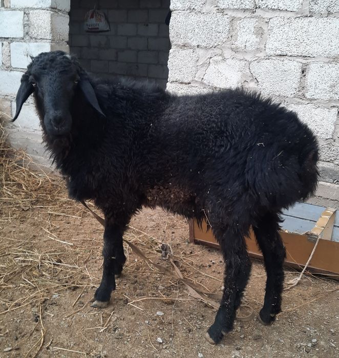 Кучкорча Сотилади