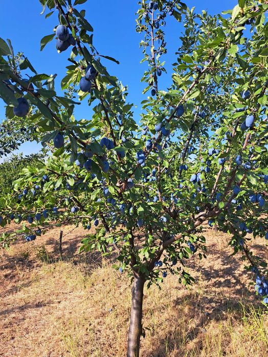 Prune Stanley de vânzare