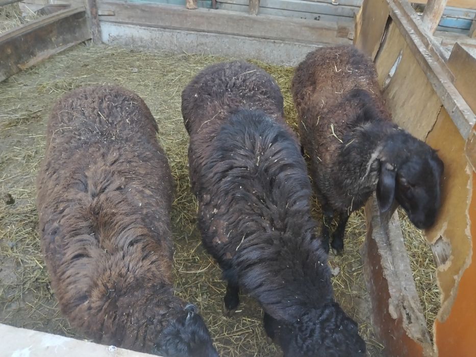 Qochqor barra 3 dona zoti qazoq