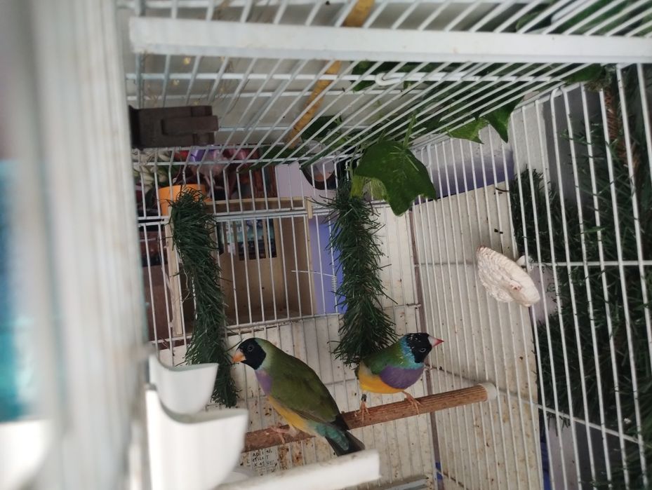 Canari guold amandine