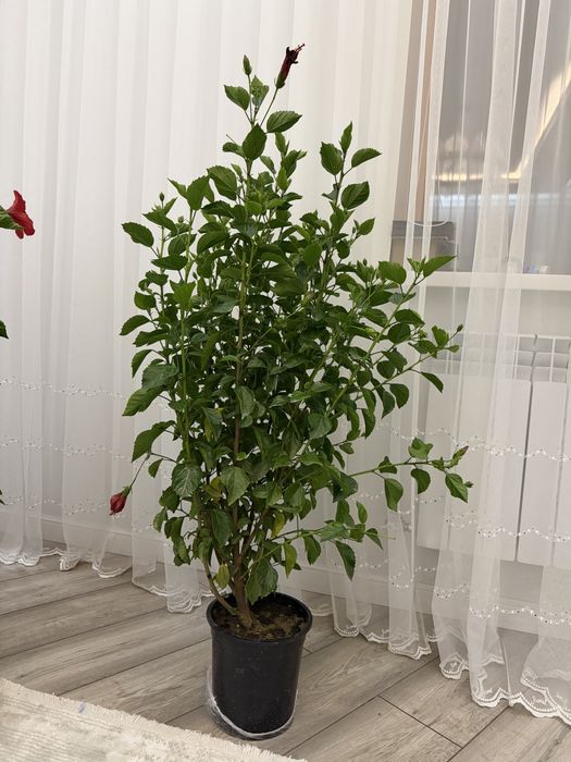 Продам Гибискус.