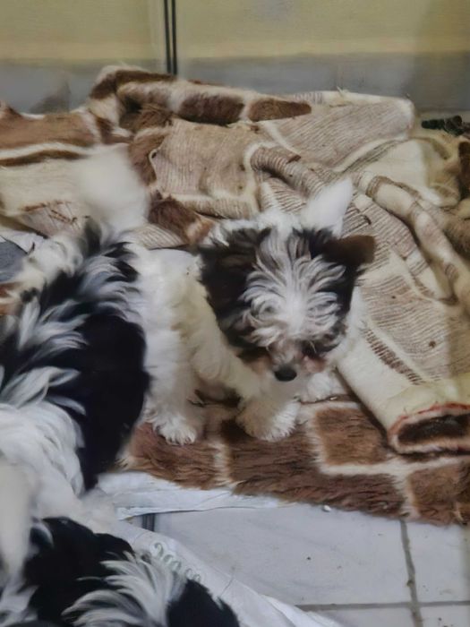 Йоркшийски териер -бивер