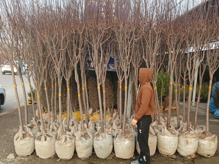 100% ishonchli Pisar koʻchatlar