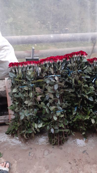 Explower Atirgul ko'z ko'chati sotamiz