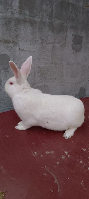 Продаётся кролик/Куён сотилади