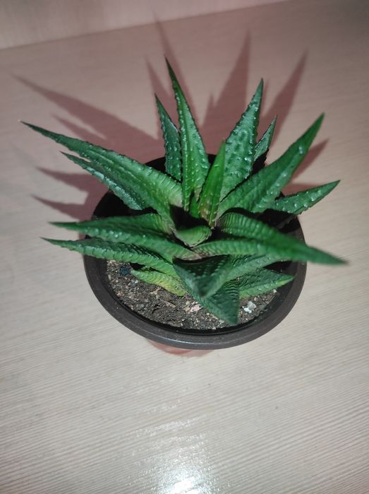 Комнатные цветы растения .Опунция