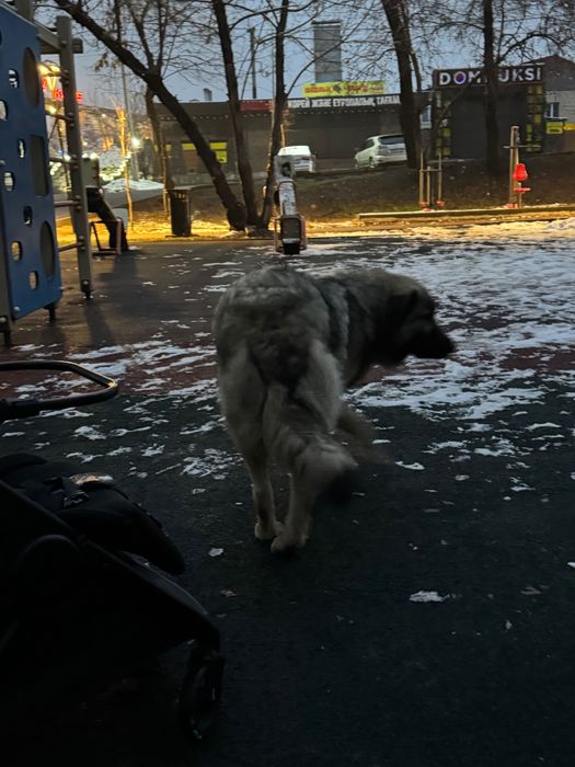 Найдена собака район Яссауи