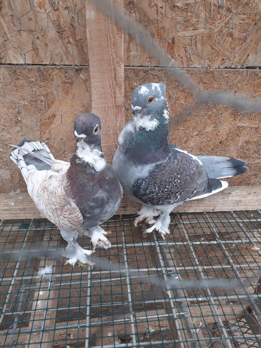 Vând porumbei Satineți