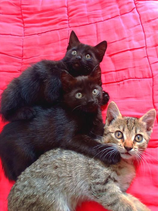 Милые котята ,1.5 месяца