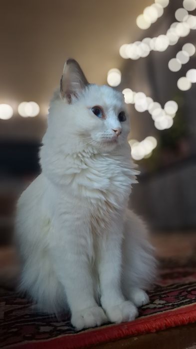 Продётся чистокровная Кошка Regdoll