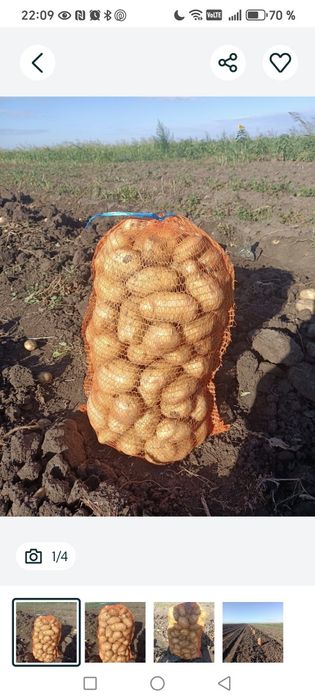 Vând cartofi en gros